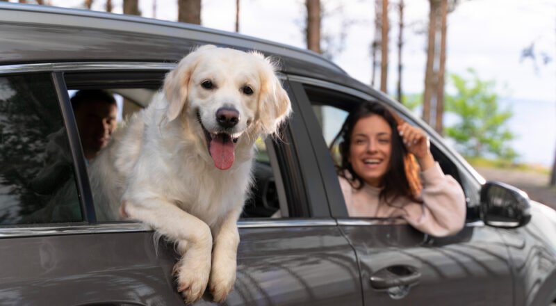 cachorro no carro