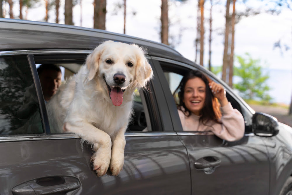 cachorro no carro